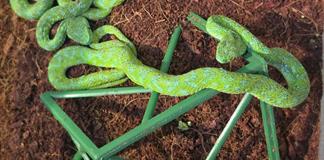 Aduanas de Alemania interceptan a mexicano con 90 reptiles venenosos en aeropuerto de Colonia