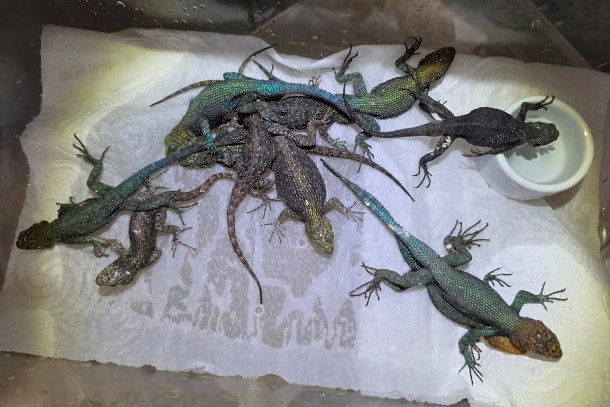 Aduanas de Alemania interceptan a mexicano con 90 reptiles venenosos en aeropuerto de Colonia