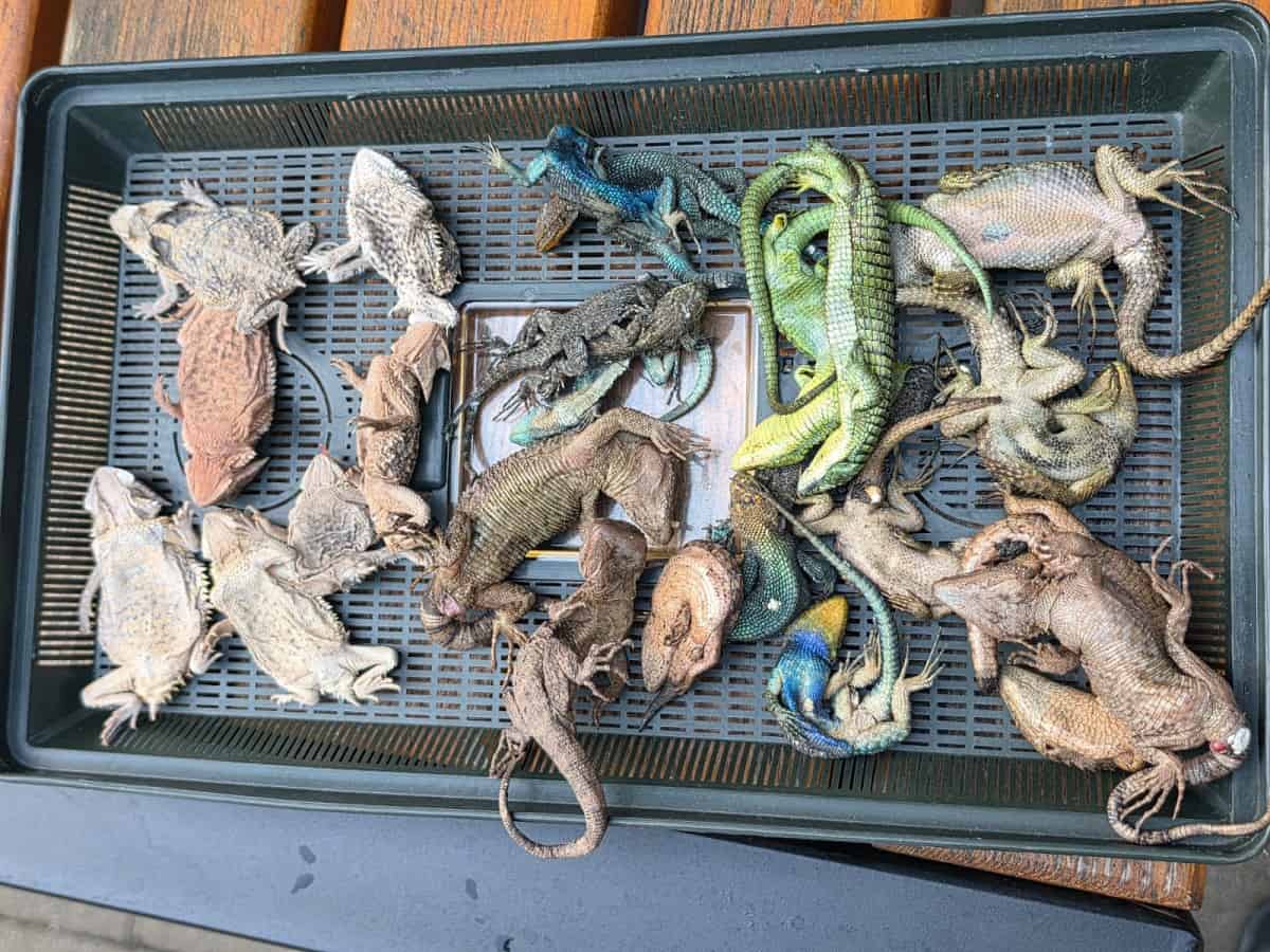 Aduanas de Alemania interceptan a mexicano con 90 reptiles venenosos en aeropuerto de Colonia