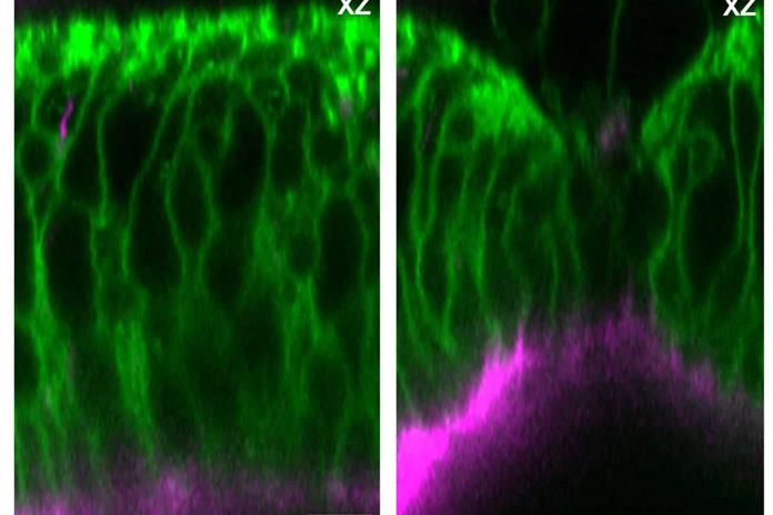 Descubren cómo las heridas se reparan en 3D Descubren cómo las heridas se reparan en 3D