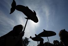 La situación de la vaquita marina mexicana, a examen en la próxima reunión de CITES La situación de la vaquita marina mexicana, a examen en la próxima reunión de CITES