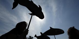 La situación de la vaquita marina mexicana, a examen en la próxima reunión de CITES La situación de la vaquita marina mexicana, a examen en la próxima reunión de CITES