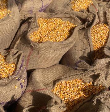 La mexicana Gruma gana un 11 % menos en primeros nueve meses por debilidad en EE.UU. La mexicana Gruma gana un 11 % menos en primeros nueve meses por debilidad en EE.UU.