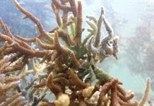 El 96% de los arrecifes de coral podría colapsar de aquí a 2075, según la UICN El 96% de los arrecifes de coral podría colapsar de aquí a 2075, según la UICN
