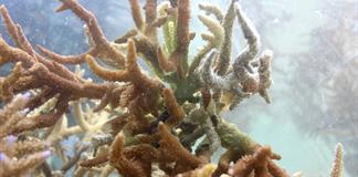 El 96% de los arrecifes de coral podr&iacute;a colapsar de aqu&iacute; a 2075, seg&uacute;n la UICN