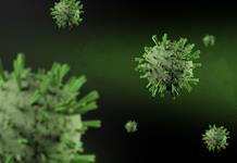 El Shamonda, un virus que da el salto al ser humano El Shamonda, un virus que da el salto al ser humano