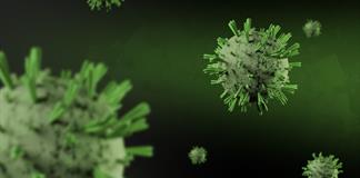 El Shamonda, un virus que da el salto al ser humano El Shamonda, un virus que da el salto al ser humano