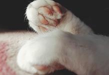Vecinos del Parque Alcalde alertan por comida envenenada y la muerte de más de 15 gatos