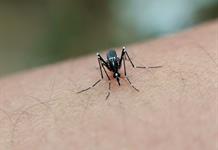 Pese a la alta incidencia, no hay fecha para la vacuna anti dengue en Jalisco Pese a la alta incidencia, no hay fecha para la vacuna anti dengue en Jalisco