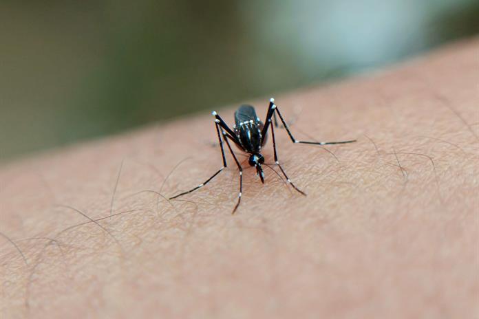 Pese a la alta incidencia, no hay fecha para la vacuna anti dengue en Jalisco Pese a la alta incidencia, no hay fecha para la vacuna anti dengue en Jalisco