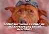&iquest;C&oacute;mo distinguir la edad de una enfermedad en tus mascotas? -  El Expresso de las 10 - Mar. 27 Octubre 2026