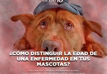 ¿Cómo distinguir la edad de una enfermedad en tus mascotas? -  El Expresso de las 10 - Mar. 27 Octubre 2026