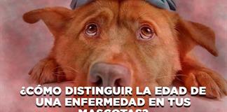 ¿Cómo distinguir la edad de una enfermedad en tus mascotas? - El Expresso de las 10 - Mar. 27 Octubre 2026 ¿Cómo distinguir la edad de una enfermedad en tus mascotas? - El Expresso de las 10 - Mar. 27 Octubre 2026