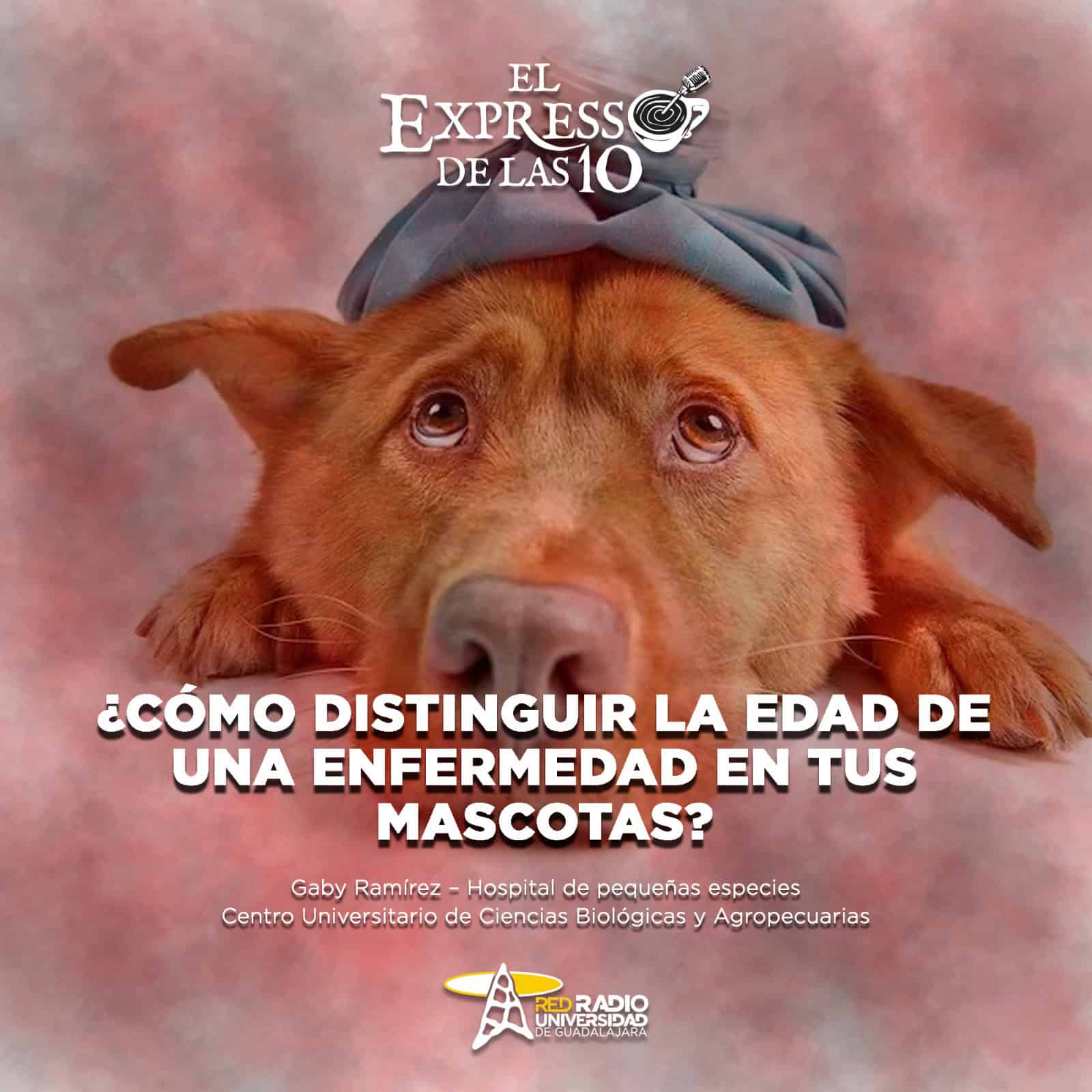 ¿Cómo distinguir la edad de una enfermedad en tus mascotas? -  El Expresso de las 10 - Mar. 27 Octubre 2026