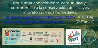 Desaparecen 22% de los humedales y alertan por la caída de aves migratorias Desaparecen 22% de los humedales y alertan por la caída de aves migratorias