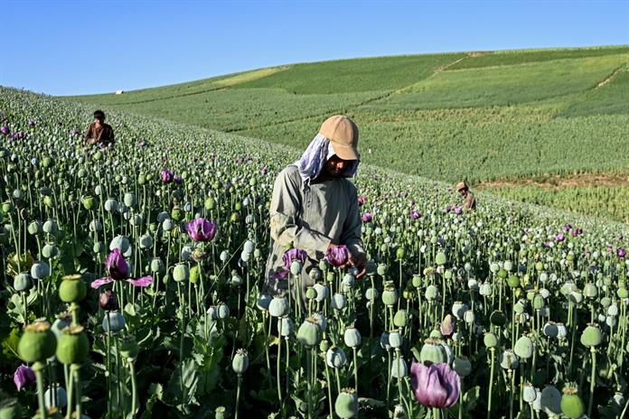 Cultivo de opio crece en Afganistán pese a prohibición del gobierno talibán, según ONU Cultivo de opio crece en Afganistán pese a prohibición del gobierno talibán, según ONU
