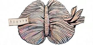 Desvelan cómo el nacimiento prematuro altera el desarrollo cerebral Desvelan cómo el nacimiento prematuro altera el desarrollo cerebral