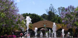 Llegarán cuatro rinocerontes de Europa a Jalisco Llegarán cuatro rinocerontes de Europa a Jalisco