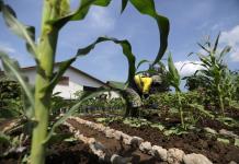 El 58 % de productores del campo en México sufrió pérdidas por factores climáticos en 2025 El 58 % de productores del campo en México sufrió pérdidas por factores climáticos en 2025