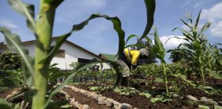 El 58 % de productores del campo en México sufrió pérdidas por factores climáticos en 2025 El 58 % de productores del campo en México sufrió pérdidas por factores climáticos en 2025